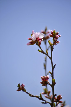 山樱桃花