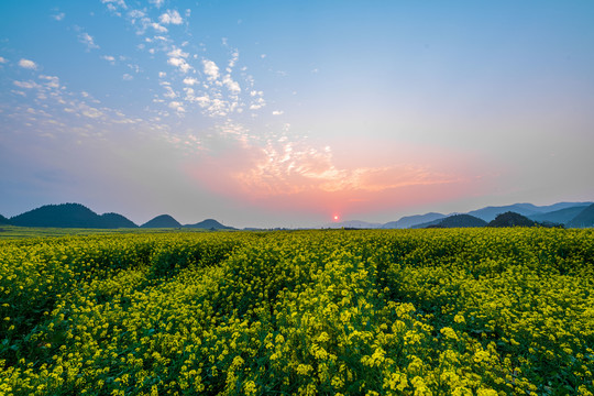 云南罗平油菜花