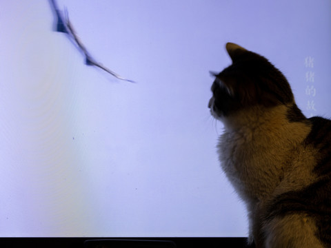 看电视的猫