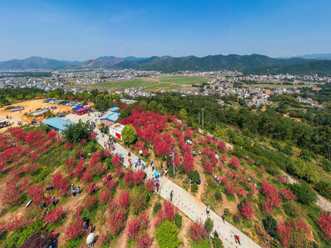 广西岑溪桃花绽放醉游人