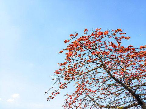 蓝天红花枝