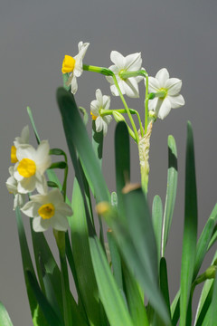 阳光下家养水仙花特写镜头