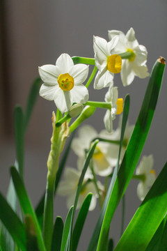 阳光下家养水仙花特写镜头