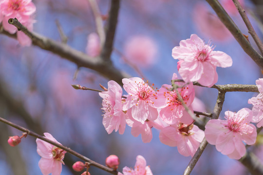 长沙园林生态园的樱花特写