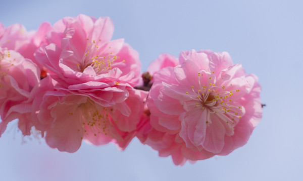 长沙园林生态园的樱花特写