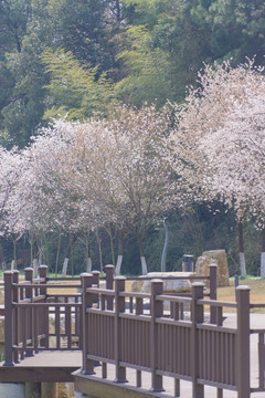 长沙园林生态园的樱花特写