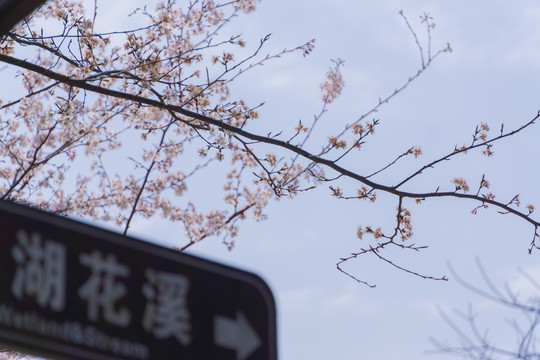 长沙园林生态园的樱花特写