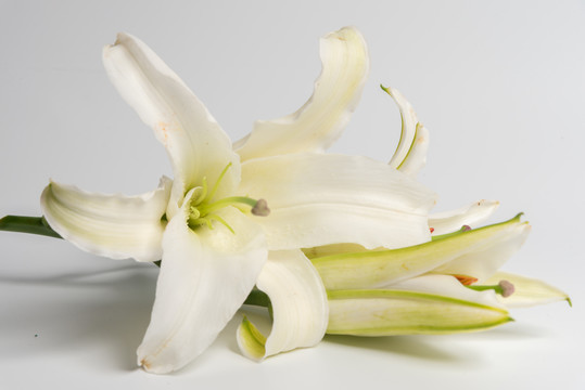 百合花