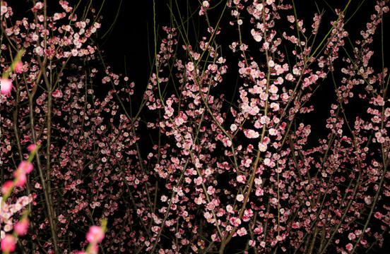 梅花