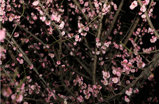 梅花