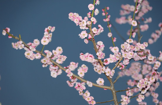 梅花