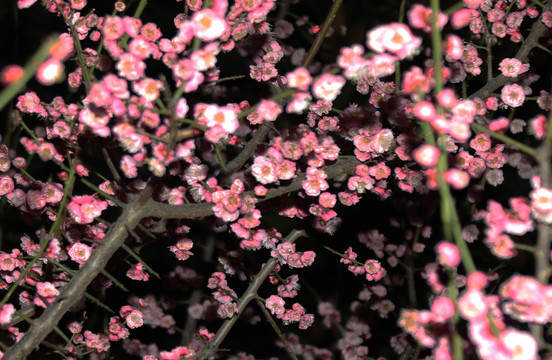 梅花