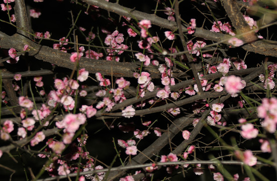 梅花