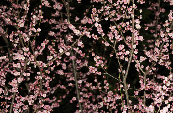 梅花