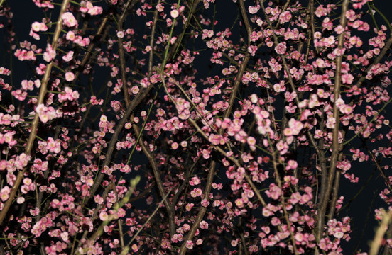 梅花