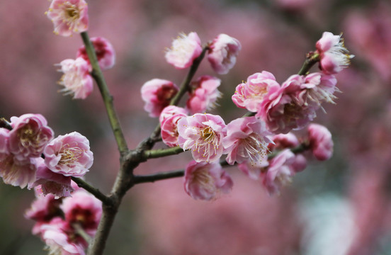 梅花
