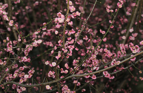 梅花