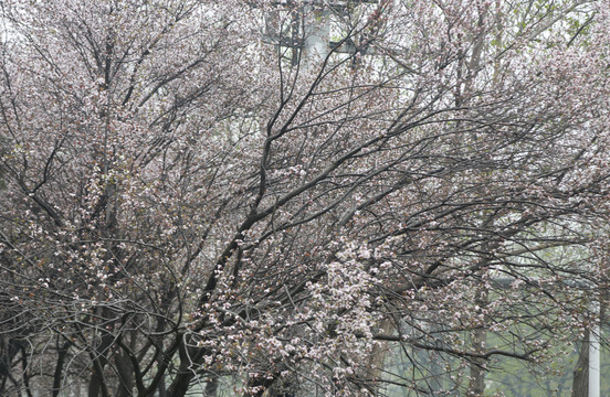 紫叶李