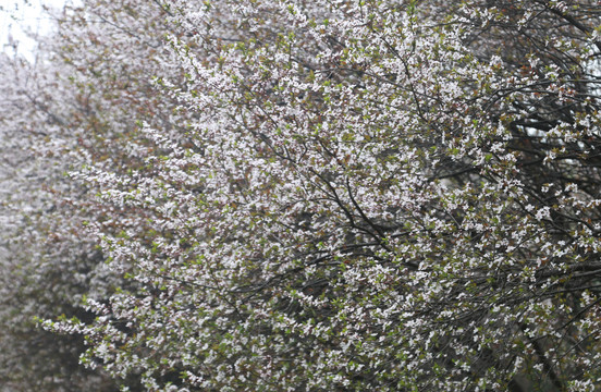 紫叶李