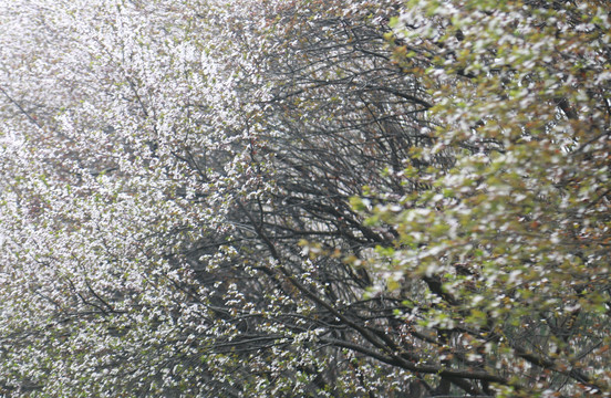 紫叶李