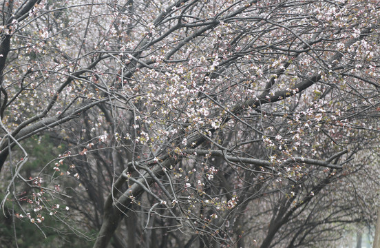 紫叶李