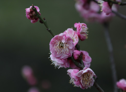 梅花