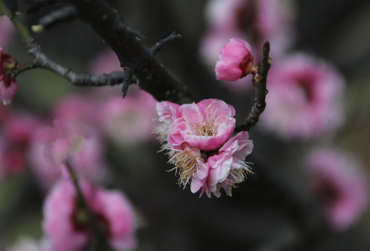梅花