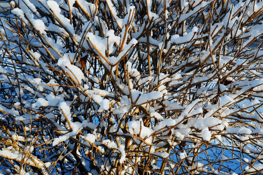 树挂白雪阳光树丛