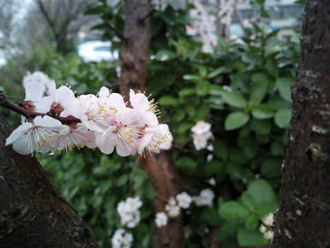 杏花