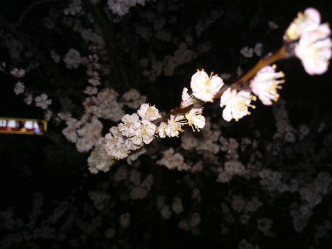杏花
