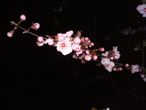 梅花