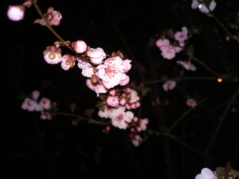 梅花