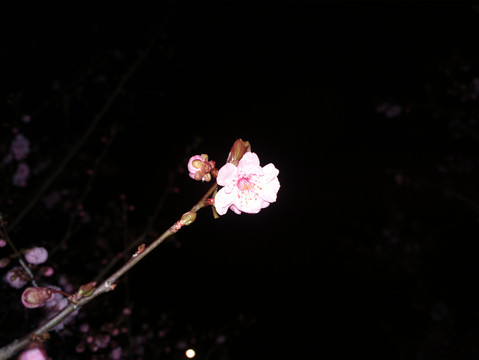 梅花