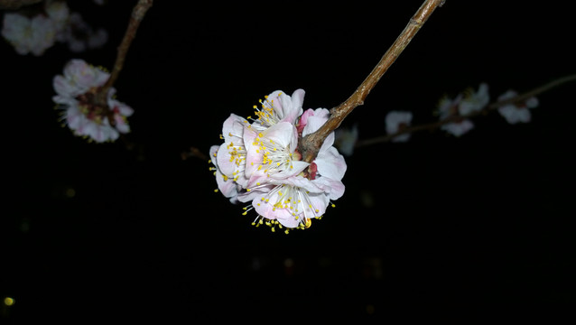 杏花