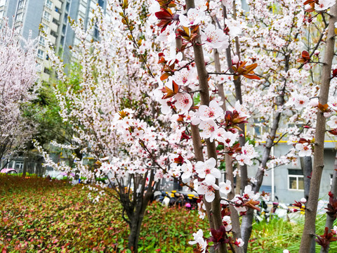 春花烂漫梅花特写