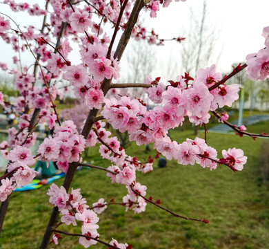 梅花高清图片