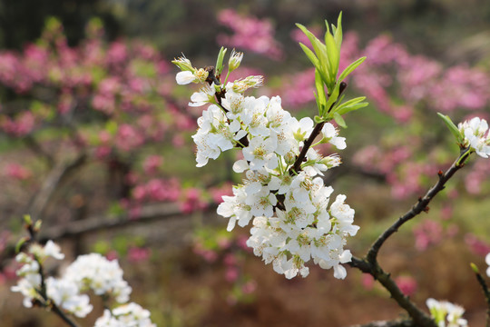 李子花