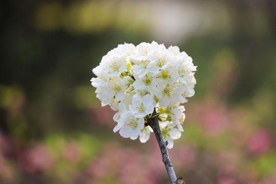 李子花