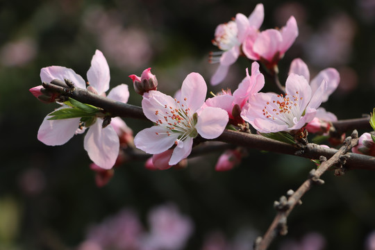 高清桃花