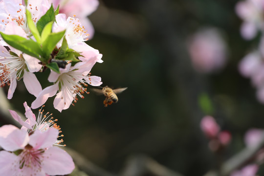 桃花