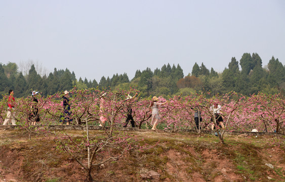 观赏桃花