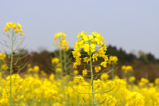 油菜花