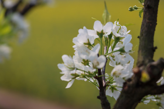 李子开花