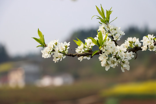 李子花