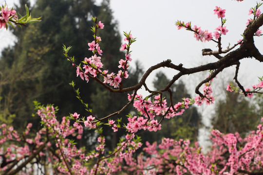 桃树开花