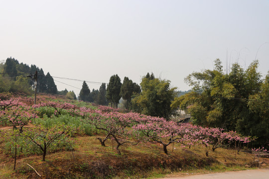 桃花园