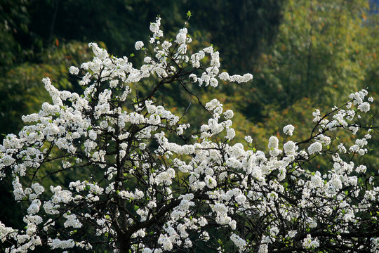 李子树开花