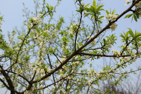 李子花