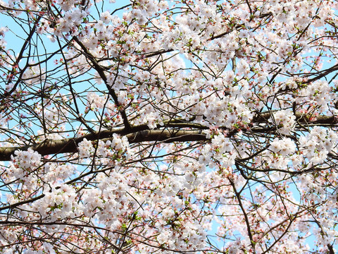 春天三月樱花