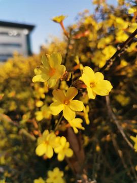 迎春花